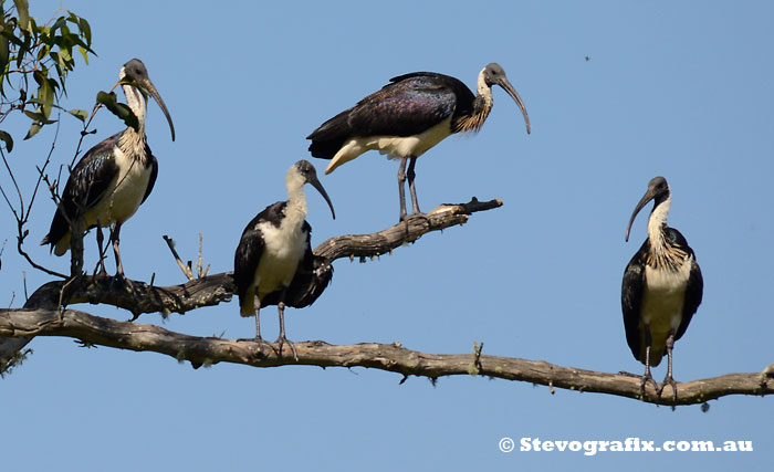 Four Straw-necked Ibis, non-breeding colours, Yarramolong May 2013